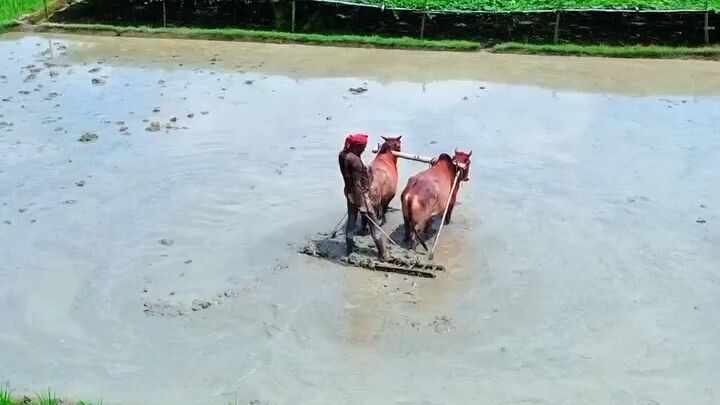 :“বর্ষাকালে আমাদের গ্রামের প্রকৃতি যেন নতুন করে প্রাণ ফিরে পায়।”中文:“雨季里，孟加拉国乡村的大自然仿佛重新焕发了生机。”