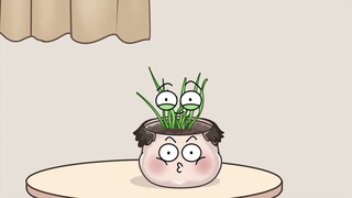 到底是弹簧草还是韭菜？