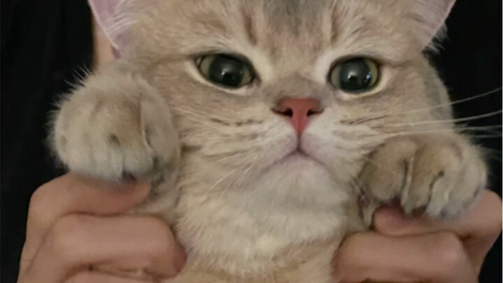 Bakat musik Kak Ka akhirnya terungkap! Kini kami benar-benar punya karya sendiri, sebuah terompet ya