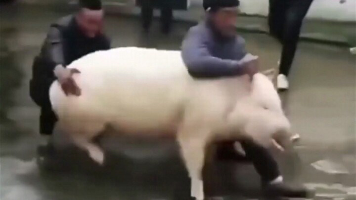 ''Babi Perkelahian Spanyol''