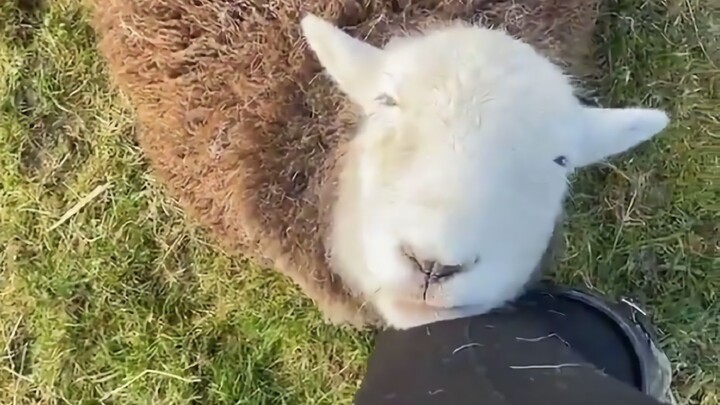 แบบนี้ต่อไปฉันจะกินหมูสะเต๊ะได้ยังไง??