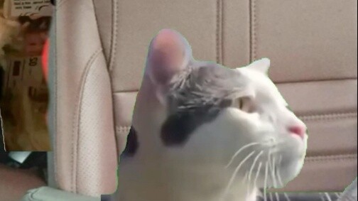 When northerners come to the south in this season #Catmeme Theater #Back to the South #Real Restorat