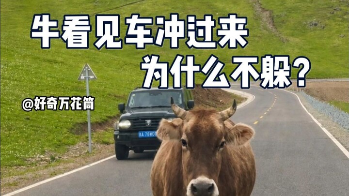 Mengapa sapi di jalan begitu mudah tertabrak mobil? #SainsPopuler #TeoriEvolusi #Sapi #TambahPengeta