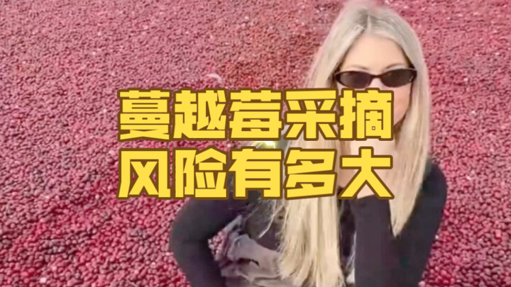 How risky is cranberry harvesting?