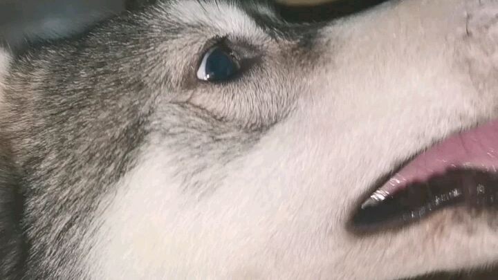 Boomer Milovelove🥰