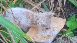 Na Trapped na pusa sa gilid Ng Kanal Gutom na Gutom na Kawawa