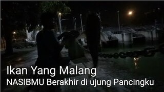 Ikan Yang Malang Nasibmu Berakhir di Ujung Pancingku - blands hidayat