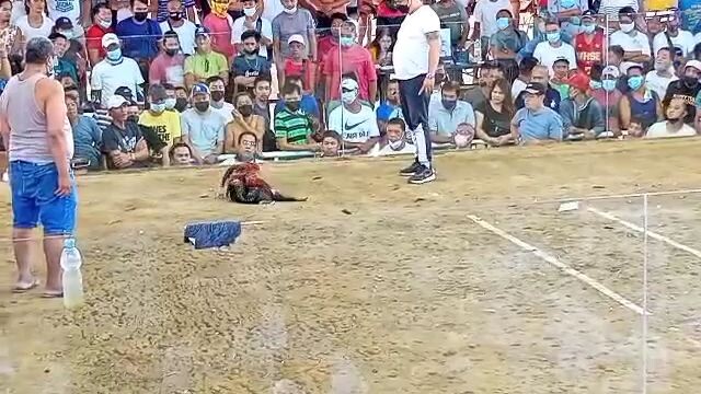 JMJ8 Hatch Barang 5X Line