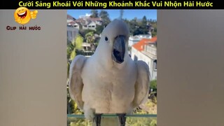 Cười Sảng Khoái Với Những Khoảnh Khắc Vui Nhộn Hài Hước Và Lầy Lội Nhất p25