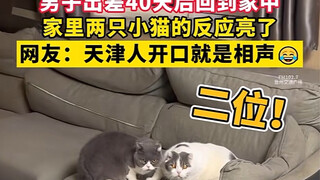 بعد أن قضى الرجل أكثر من 40 يوماً في سفر العمل وعاد إلى المنزل، كانت ردة فعل القطتين الصغيرتين في ال