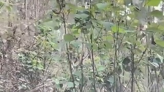 Điều hướng: Con đường này khả thi, tôi sẽ giới thiệu nó vào lần tới!