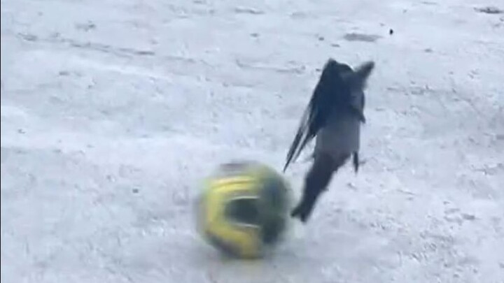 Outrageous Bird on TikTok #171