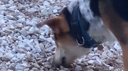 The dog wants to hide its toys.