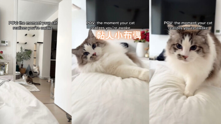 Chú búp bê nhỏ bám người dễ thương quá 🥺