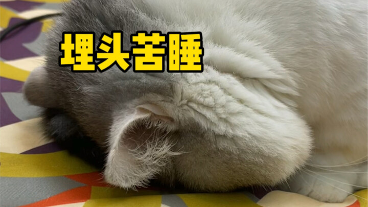 แมวของฉันพิสูจน์ให้เห็นแล้วว่า อย่าเผลอนอนคว่ำเด็ดขาด!