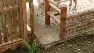 playing outside the house