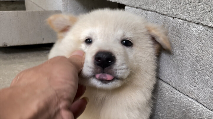 ไปเดินตลาดนัดเจอหมาพันธุ์พื้นเมืองตัวน้อยน่ารัก性格อ่อนโยน หน้าตาน่าเอ็นดูจนใครเห็นก็อยากหยิกเล่น