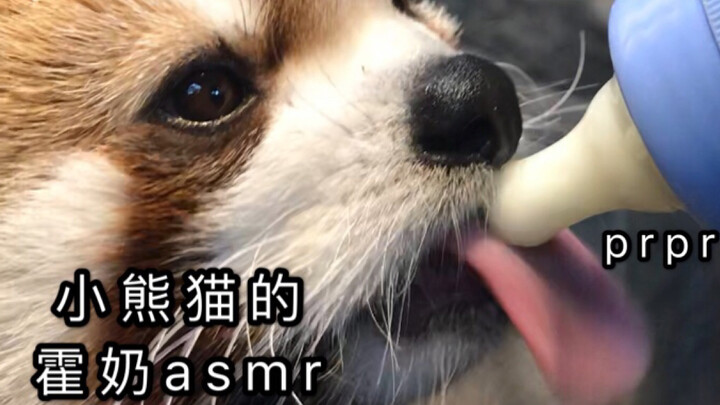 【الباندا الصغير】 يبدو أن صوت رضاعة كل حيوان صغير يُغرِق المخلوقات ذات القدمين في إدمان لا يُقاوَم.