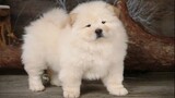 Cute Poodle Dog, Samoyed, Chow Chow Dogs, Cute Boo Dogs - Cutest Dogs Compilation