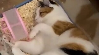 Kucing kecil, apakah kamu sopan?