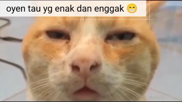 oyen berulah lagii