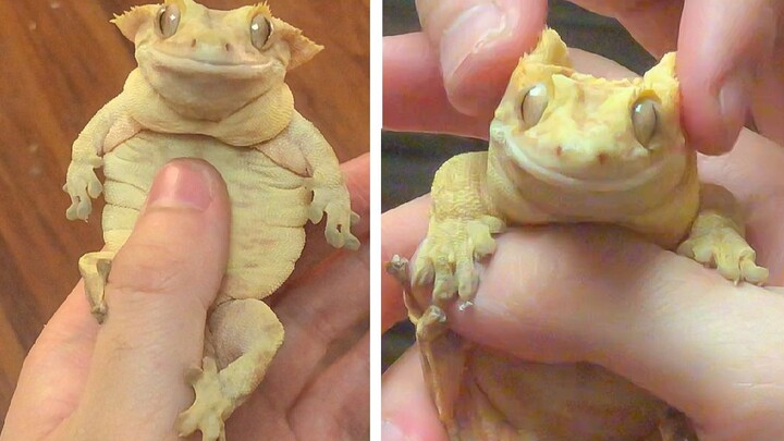 Bánh béo: Tôi cũng muốn trở thành chàng trai Lưu Căn Hoành