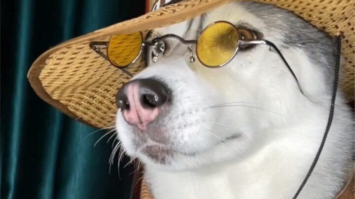 Không ngờ chó Husky đình đám Mễ Tuật lại có bộ mặt thật đáng kinh ngạc đến thế ở đằng sau!