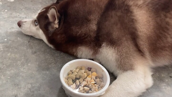 Husky: Oh no, I’ve forgotten how to wreck the house!