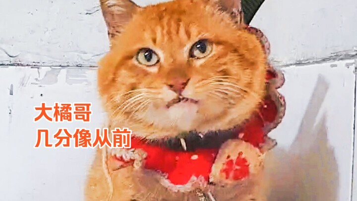 Big Orange Brother - 112 - How much do I still look like I used to?