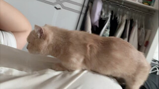 Who says my kitten lacks energy?