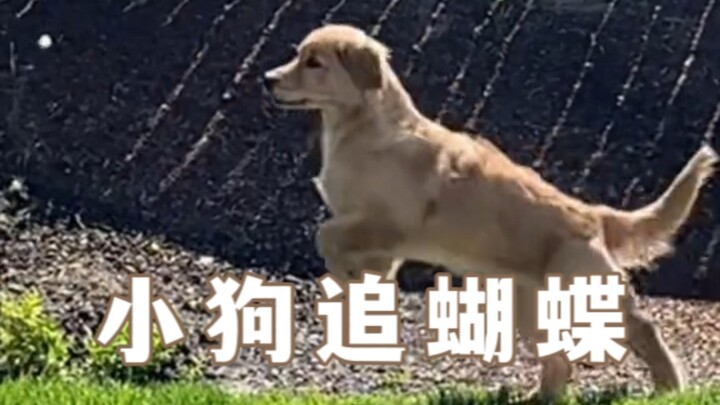 If you’re having a rough day, watch this video.