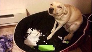 คลิปรวมความบ๊องของเพื่อนสี่ขา