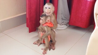 Monkey Gangpae Screaming Dad When When Want To Bring Baby Lion Back Home