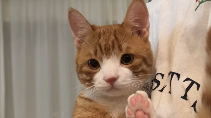 คำประกาศอย่างจริงจังและงุนงง