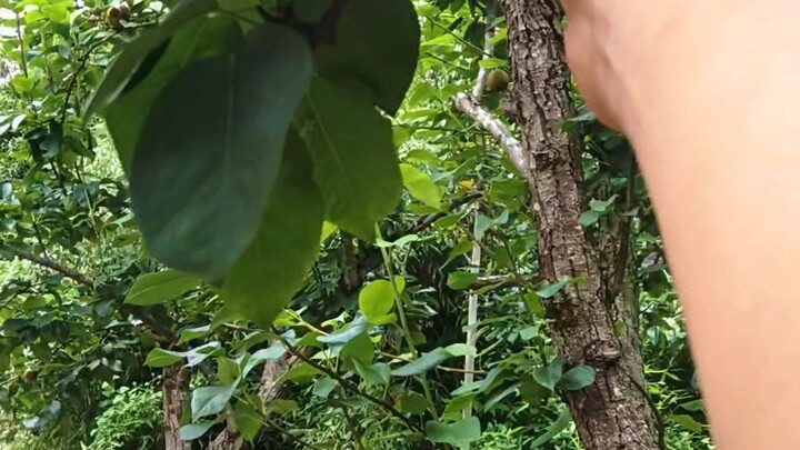 Buah pir harum
