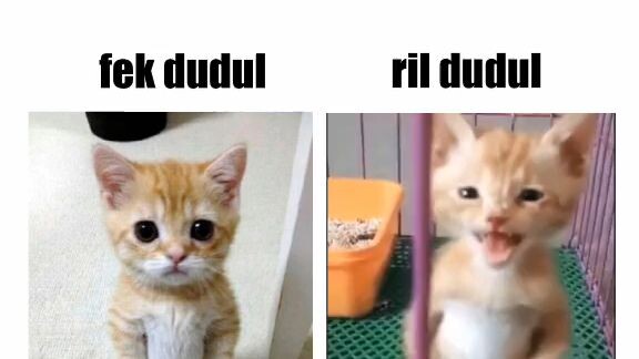 ⚠️😯cek dudul vs ril dudul😯⚠️