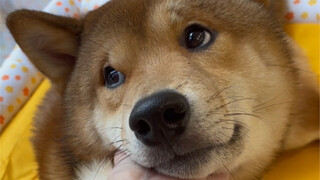 Mom's big boy (the puppy won't poop on my face anymore, I'll be back)