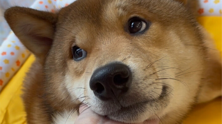 Mom's big boy (the puppy won't poop on my face anymore, I'll be back)