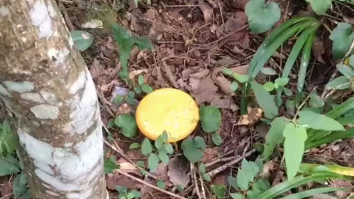 هل بدأت ترى أوهامًا قبل حتى أن تأكل؟؟؟