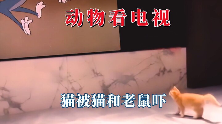别以为动物看不懂电视，猫被猫和老鼠吓
