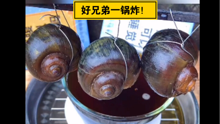 หอยทากฟูซู่ระเบิดความวุ่นวาย?