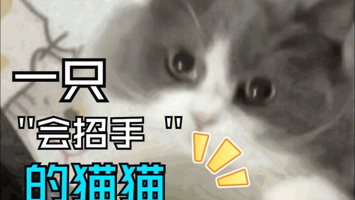 ใครจะไปปฏิเสธแมวที่เข้ามาทักทายก่อนล่ะ!