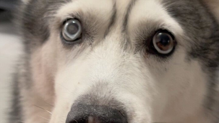 Nuôi chó lâu vậy rồi, cũng coi như nó hiểu tiếng người rồi đấy!