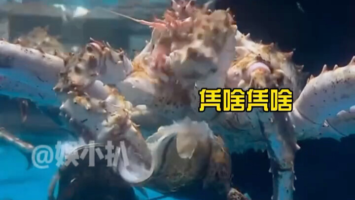 G King Crab: “When you’re out and about, your value just goes up on its own” – a funny take on one’s