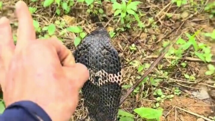 Hổ mang: Đầu óc bị bạn bắn cho ngơ ngác rồi