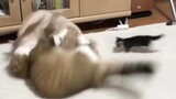Kitten breaking up a fight