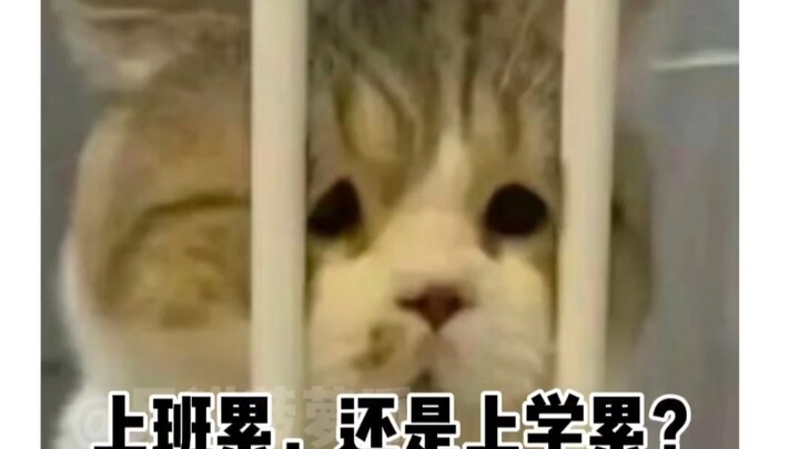 If you had to choose between work and school—those two piles of crap—which one would you pick?