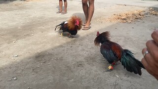 Spar ng pula ko ng may poti sa buntot