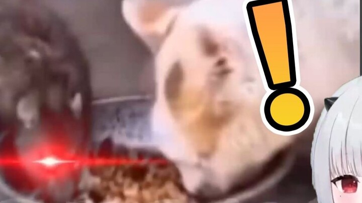Em bé ma quỷ nhìn vào giải thưởng hành vi động vật cấp độ đầy đủ [Ngày của người mới V]