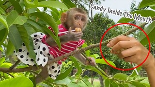 Baby Monkey Maya Help Grandma Get The Flower But She Doesn't Forget To Eat Candy In Mouth